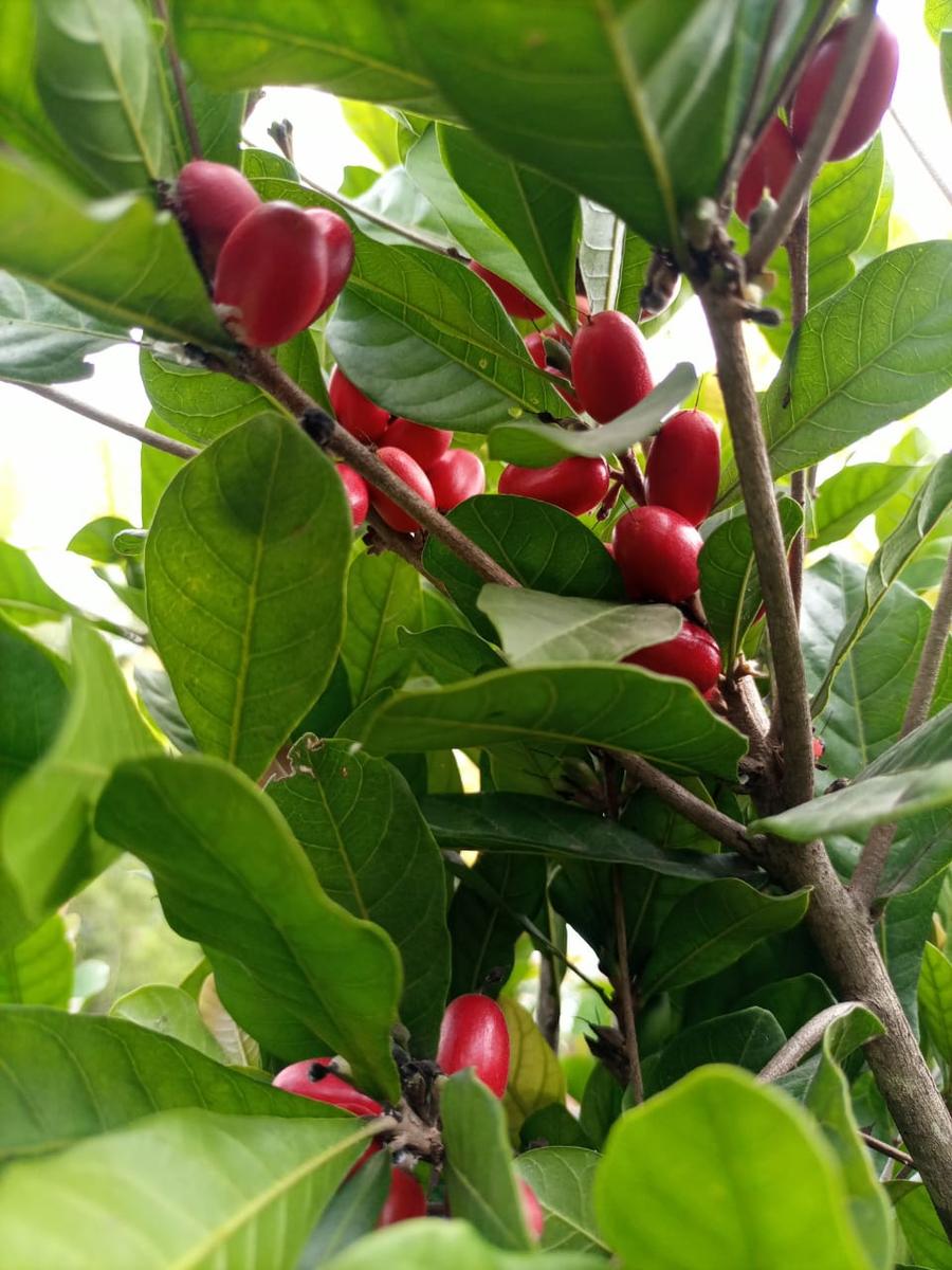 Miracle Berry Plant