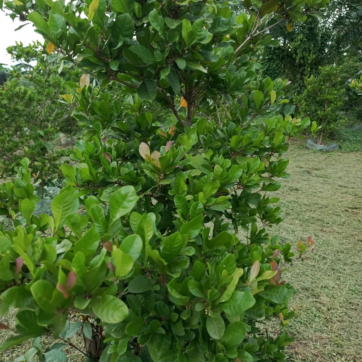 Miracle Berry Plant