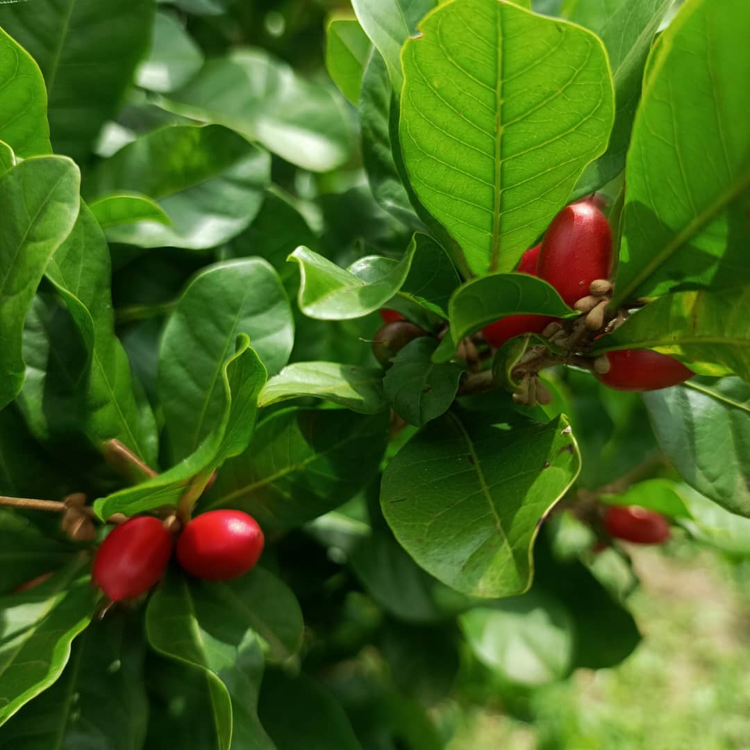 Miracle Berry Farm in Ghana